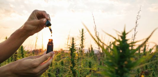 Hemp farmer holding Cbd oil made of Cannabis sativa plant in a dropper and bottle.