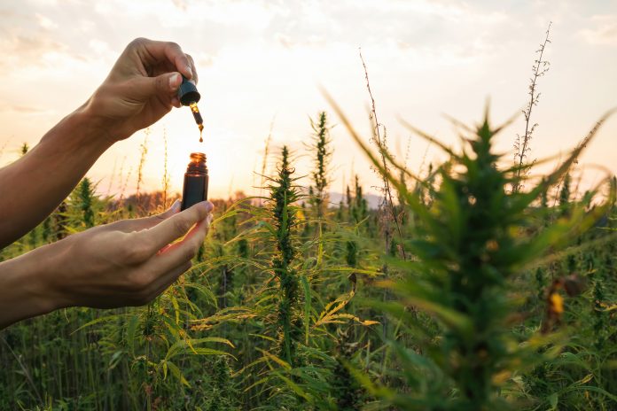 Hemp farmer holding Cbd oil made of Cannabis sativa plant in a dropper and bottle.