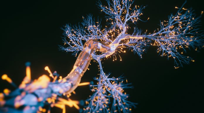 Neuron cell close-up view - 3d rendered image of Neuron cell on black background. SEM view interconnected neurons synapses. Abstract structure conceptual medical image. Synapse. Healthcare concept, representing Alzheimer's Disease therapeutics