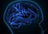 White matter refers to areas of the central nervous system that are mainly made up of myelinated axons, also called tracts.Long thought to be passive tissue, white matter affects learning and brain functions, modulating the distribution of action potentials, acting as a relay and coordinating communication between different brain regions