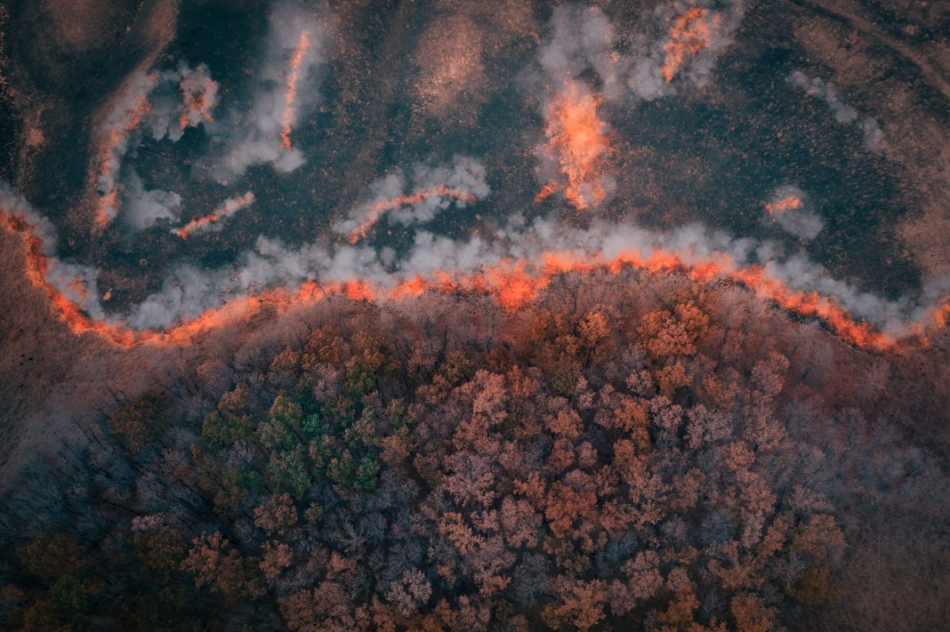 A strip of Dry Grass sets Fire to Trees in dry Forest: Forest fire - Aerial drone top view. Forest fire: fire with smoke from the height of a bird flight.