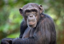 Portrait of a male common chimpanzee (Pan troglodytes).