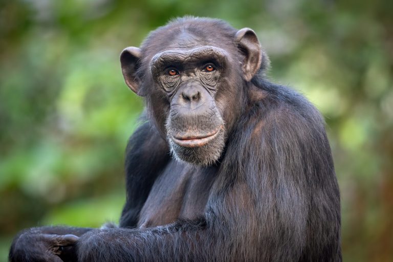 Portrait of a male common chimpanzee (Pan troglodytes).