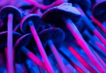 magic mushrooms are chemicals called psilocybin and psilocin, understanding the regulatory landscape for psychedelic drugs