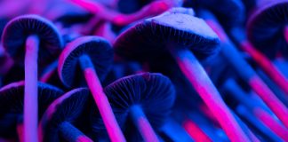 magic mushrooms are chemicals called psilocybin and psilocin, understanding the regulatory landscape for psychedelic drugs