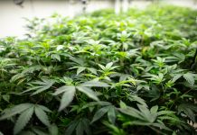 Densely packed cannabis plants under LED lights at large scale industrial growing operation.