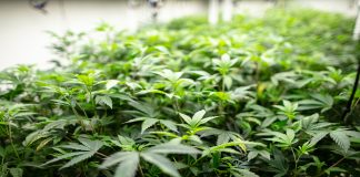 Densely packed cannabis plants under LED lights at large scale industrial growing operation.