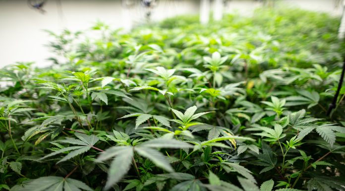 Densely packed cannabis plants under LED lights at large scale industrial growing operation.