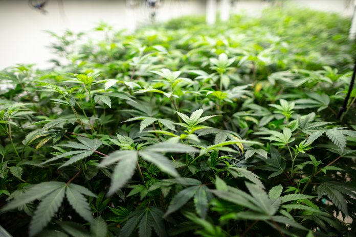 Densely packed cannabis plants under LED lights at large scale industrial growing operation.