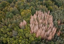 Forest dieback using the example of a group of diseased spruces in a mixed forest in Germany