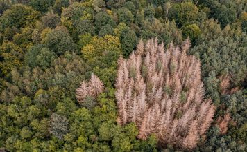 Forest dieback using the example of a group of diseased spruces in a mixed forest in Germany