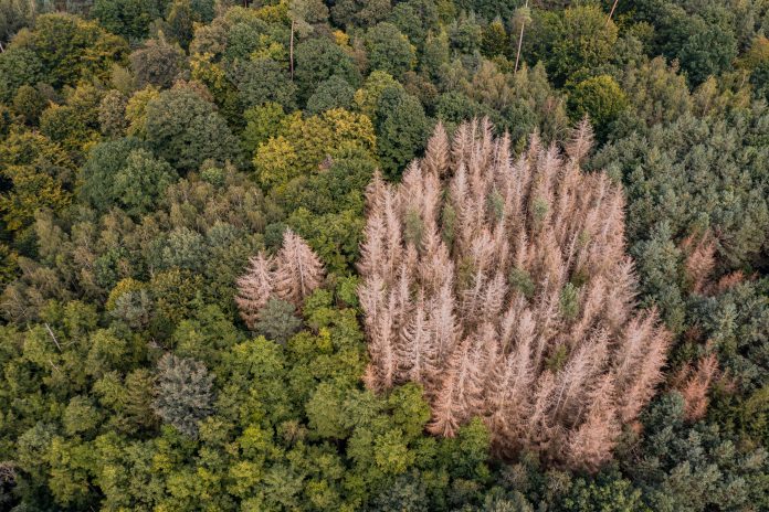 Forest dieback using the example of a group of diseased spruces in a mixed forest in Germany