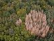 Forest dieback using the example of a group of diseased spruces in a mixed forest in Germany