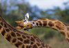 Unusual close up of a Rothschild giraffe in mid "necking" contest, a quirk of biology - Lake Nakuru national park, Kenya. Biomanufacturing is an explanation as to why Giraffes have such long necks
