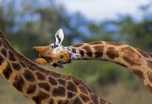 Unusual close up of a Rothschild giraffe in mid "necking" contest, a quirk of biology - Lake Nakuru national park, Kenya. Biomanufacturing is an explanation as to why Giraffes have such long necks