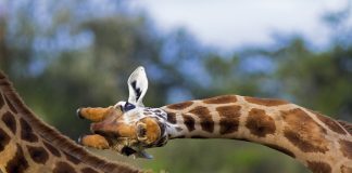 Unusual close up of a Rothschild giraffe in mid "necking" contest, a quirk of biology - Lake Nakuru national park, Kenya. Biomanufacturing is an explanation as to why Giraffes have such long necks