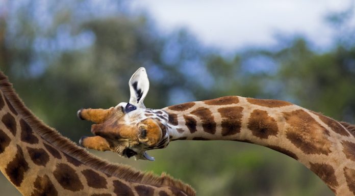 Unusual close up of a Rothschild giraffe in mid "necking" contest, a quirk of biology - Lake Nakuru national park, Kenya. Biomanufacturing is an explanation as to why Giraffes have such long necks