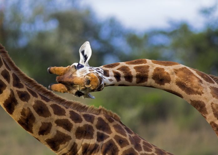 Unusual close up of a Rothschild giraffe in mid "necking" contest, a quirk of biology - Lake Nakuru national park, Kenya. Biomanufacturing is an explanation as to why Giraffes have such long necks