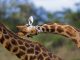 Unusual close up of a Rothschild giraffe in mid "necking" contest, a quirk of biology - Lake Nakuru national park, Kenya. Biomanufacturing is an explanation as to why Giraffes have such long necks