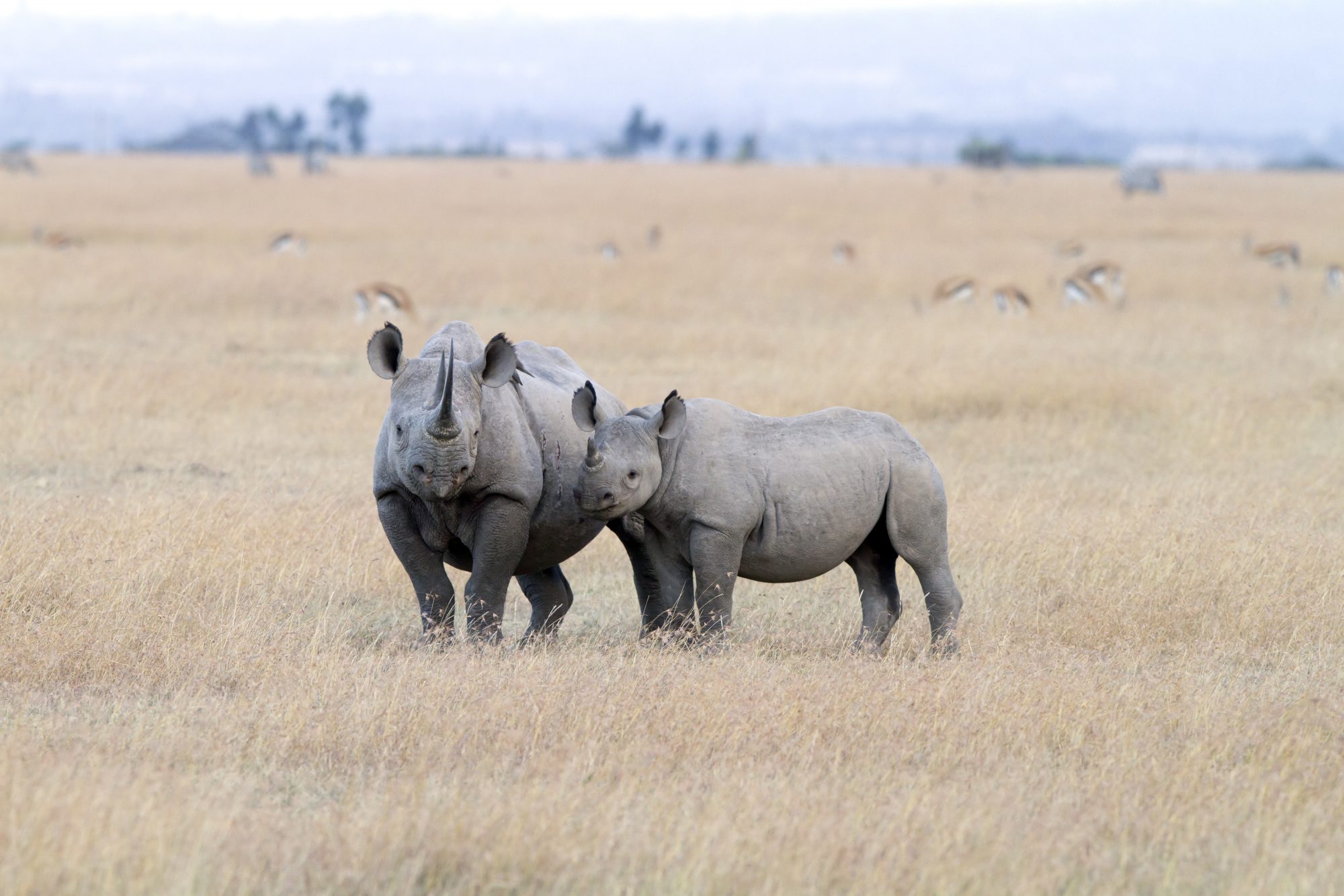 "Black Rhinoceros with young one, short before sunset, Sweetwaters, Kenya"