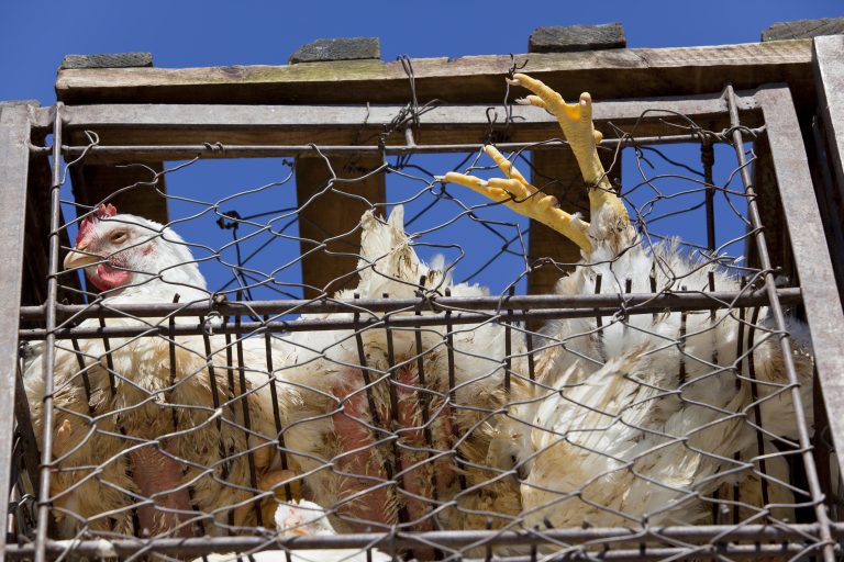 Chicken in battery cage