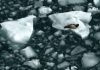 seal resting on the iceberg, Seal - Animal, Animal, Mammal, Animal Wildlife, Beach, Harbor Seal, Tranquil Scene, Glacier, Ice Floe, Alaska - US State,