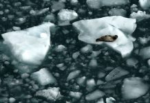 seal resting on the iceberg, Seal - Animal, Animal, Mammal, Animal Wildlife, Beach, Harbor Seal, Tranquil Scene, Glacier, Ice Floe, Alaska - US State,