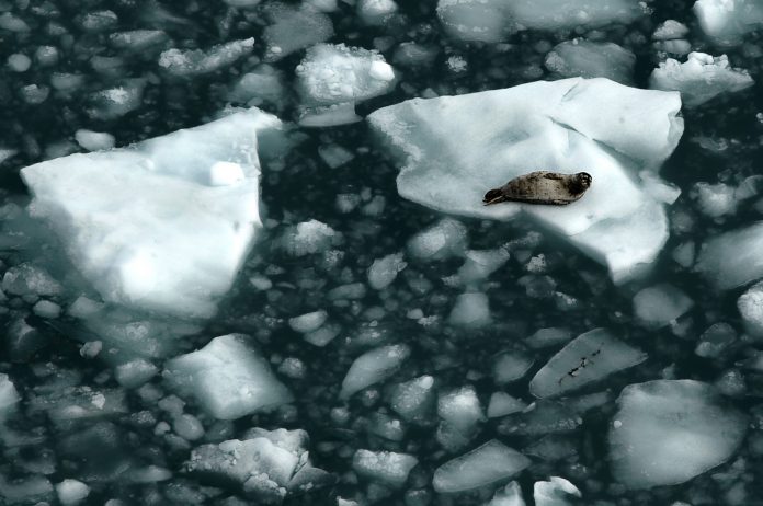 seal resting on the iceberg, Seal - Animal, Animal, Mammal, Animal Wildlife, Beach, Harbor Seal, Tranquil Scene, Glacier, Ice Floe, Alaska - US State,