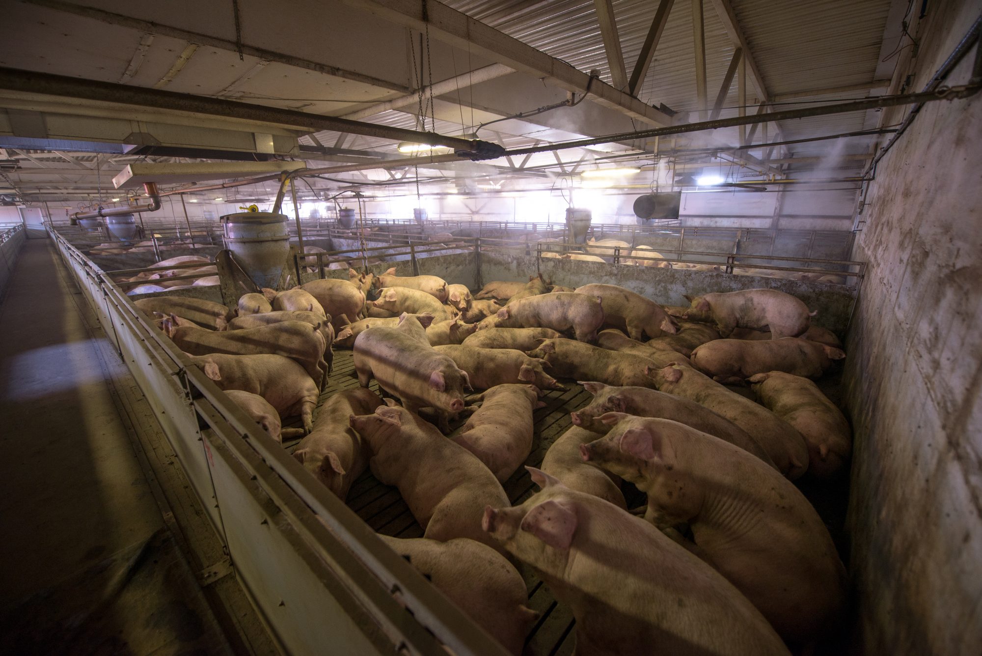 Pigs at a factory. Farming in Russia