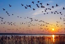 Flock of wintering Barnacle Goose(branta leucopsis)in wadden Sea,East Frisia,lower saxony,Germany