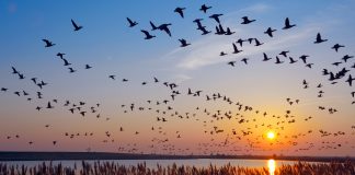 Flock of wintering Barnacle Goose(branta leucopsis)in wadden Sea,East Frisia,lower saxony,Germany