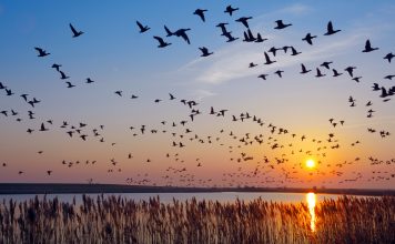 Flock of wintering Barnacle Goose(branta leucopsis)in wadden Sea,East Frisia,lower saxony,Germany