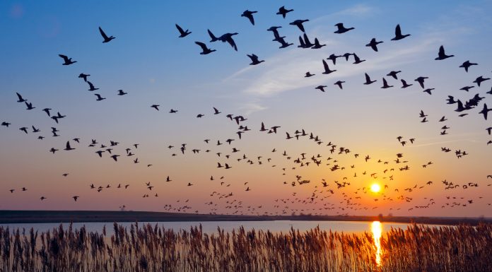 Flock of wintering Barnacle Goose(branta leucopsis)in wadden Sea,East Frisia,lower saxony,Germany