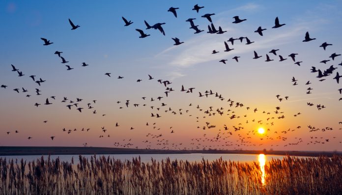 Flock of wintering Barnacle Goose(branta leucopsis)in wadden Sea,East Frisia,lower saxony,Germany