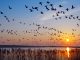 Flock of wintering Barnacle Goose(branta leucopsis)in wadden Sea,East Frisia,lower saxony,Germany