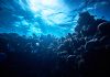 horizontal soft corals background, underwater shot. subsea