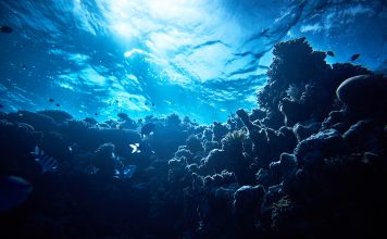 horizontal soft corals background, underwater shot. subsea