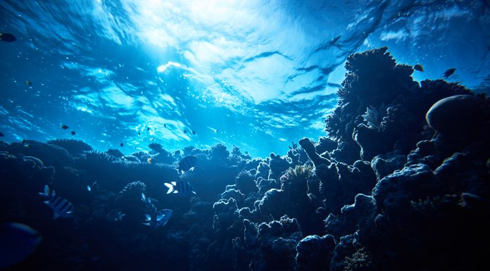 horizontal soft corals background, underwater shot. subsea