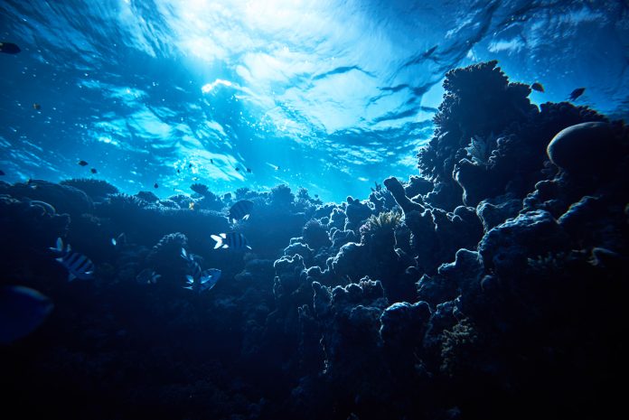 horizontal soft corals background, underwater shot. subsea