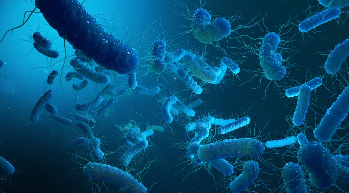 Enterobacterias Gram negativas Proteobacteria, bacteria such as salmonella, escherichia coli, yersinia pestis, klebsiella. 3D illustration