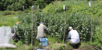 agriculture and social welfare, people gardening