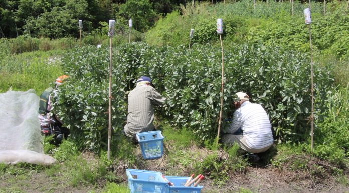 agriculture and social welfare, people gardening