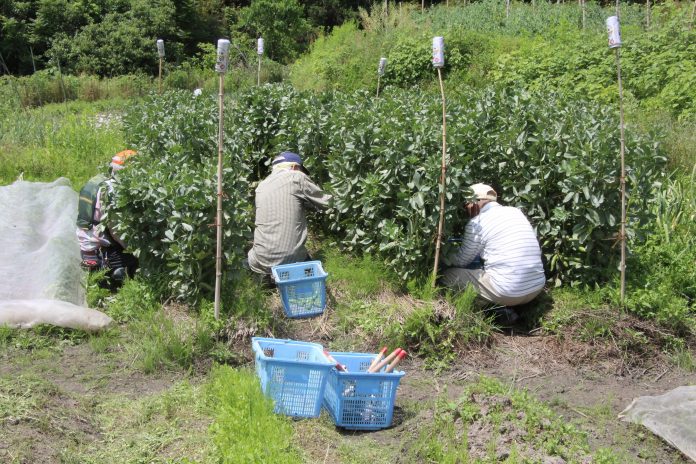 agriculture and social welfare, people gardening