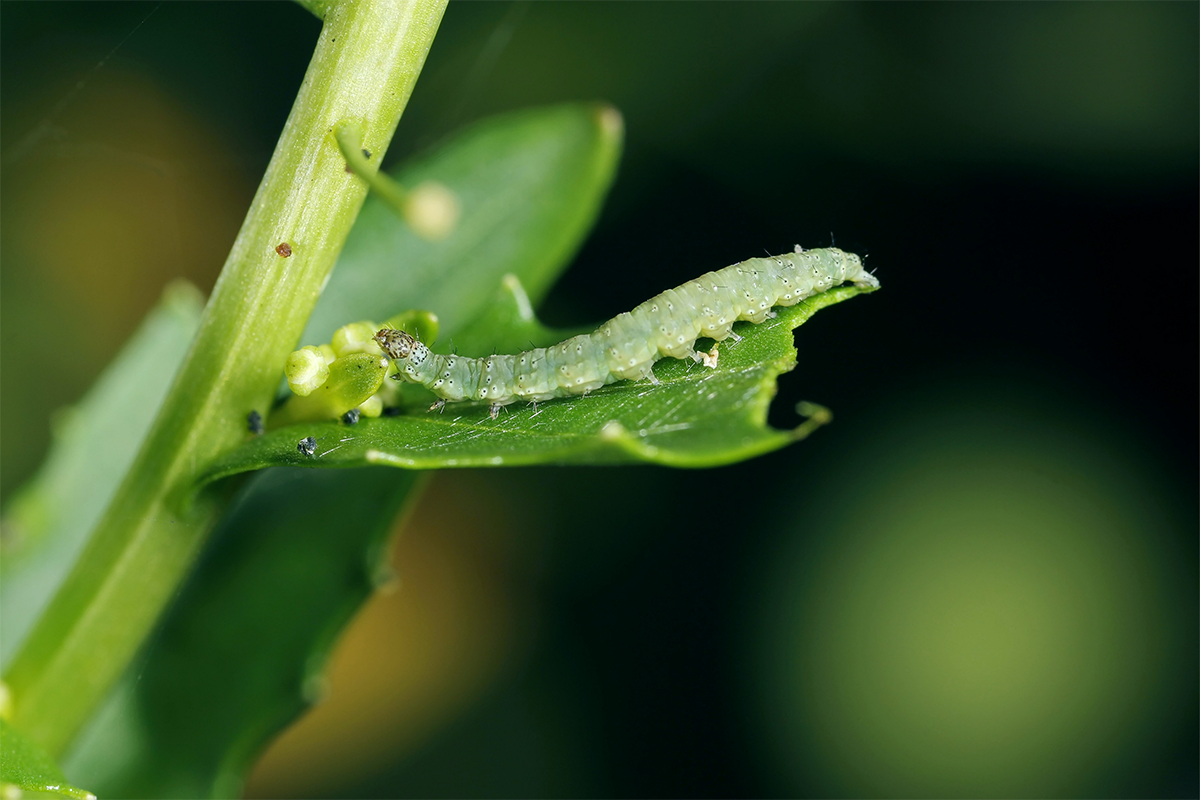 BioPhero's first three pheromones (Z11-16 Aldehyde, Z11-16 Acetate and Z9-14 Acetate) can be used to protect crops such as rice, cotton, maize, tomato and cabbage, controlling pests like rice stem borers, cotton bollworm, fall armyworm, Mediterranean corn borer and diamondback moth (images show the crop-eating larva and the adult moth (Shutterstock / Tomasz Klejdysz and IanRedding)