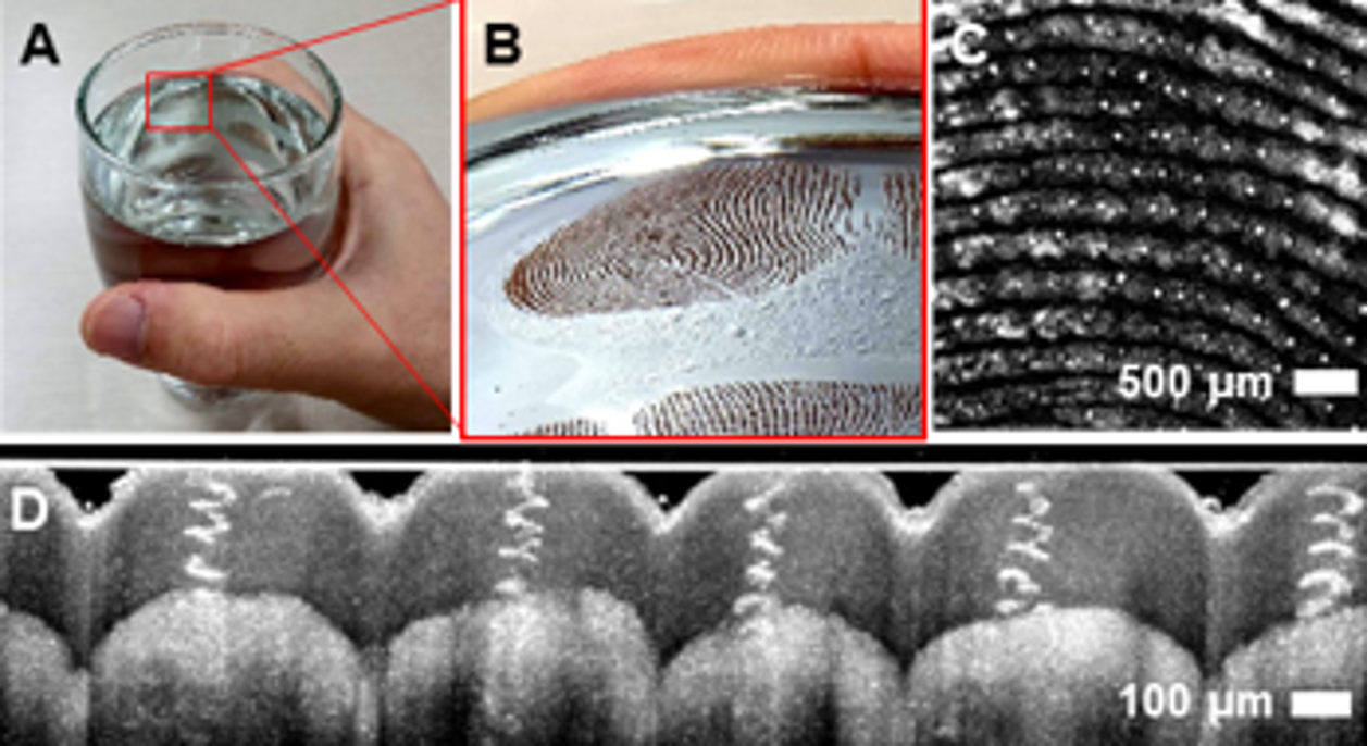 hypothesis about fingerprints