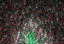 Image showing NO-producing neurons (white) interacting with other key neuronal populations shaping minipuberty in the hypothalamus (green: gonadotropin-releasing hormone neurons (GnRH), red: estrogen receptor-alpha expressing neurons (Erα)) https://doi.org/10.1016/j.freeradbiomed.202 2.11.040, minipuberty