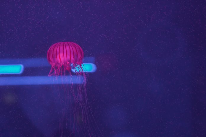 Chrysaora melanaster, Japanese sea nettle swimming inside aquarium.