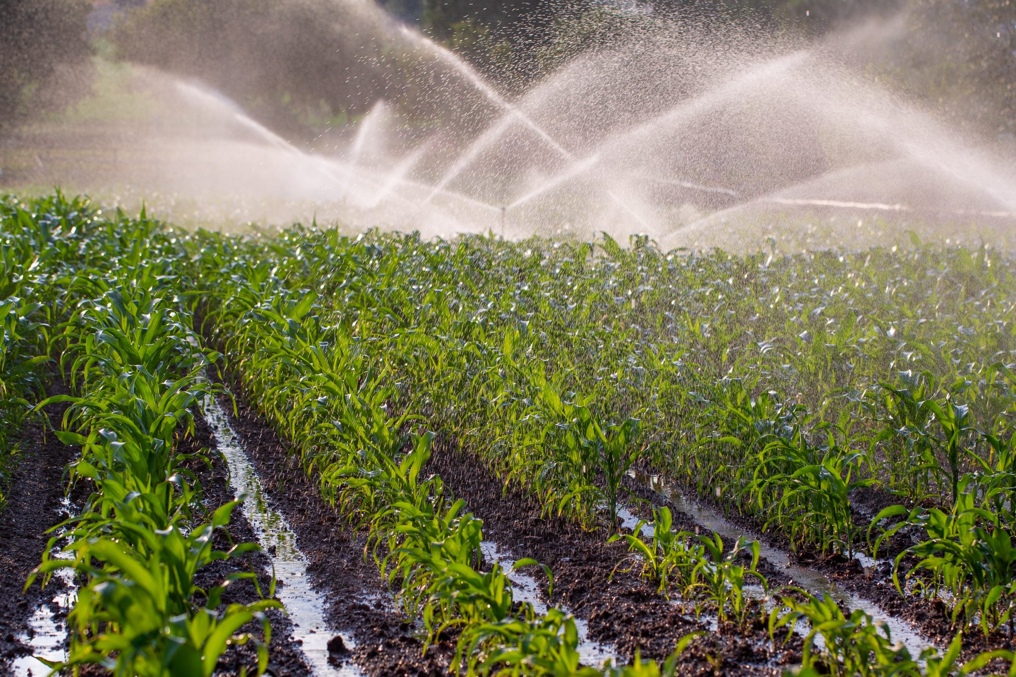 Irrigation on a crop