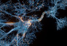 brain neurons and synapses
