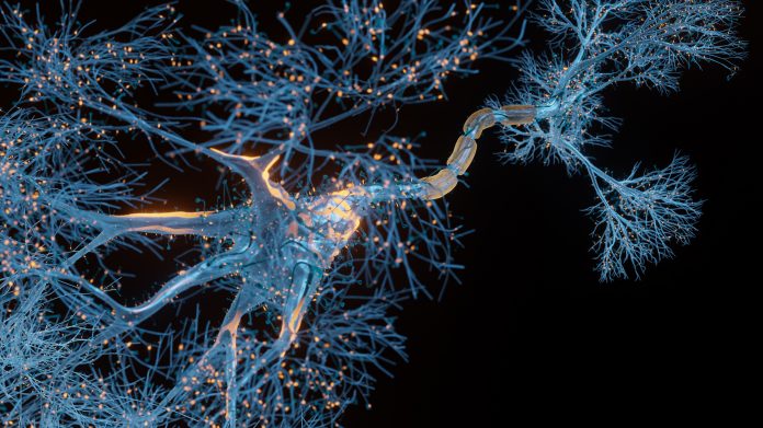 brain neurons and synapses